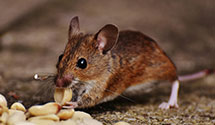 24 Hour & Emergency Exterminators in Achilles, VA